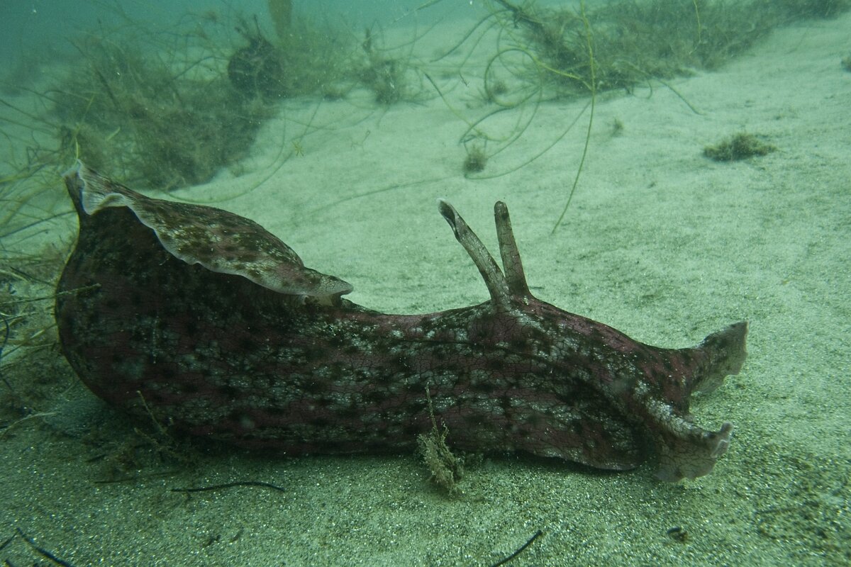 Морской заяц Aplysia. Морской заяц моллюск аплизия. Морской заяц Голожаберник. Морской СЛИЗНЯК кролик.