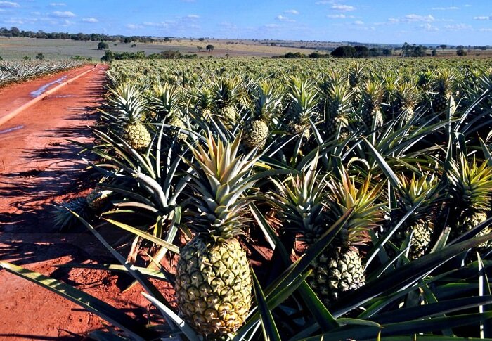 
Этот фрукт можно кушать в сыром виде и добавлять в салат.
