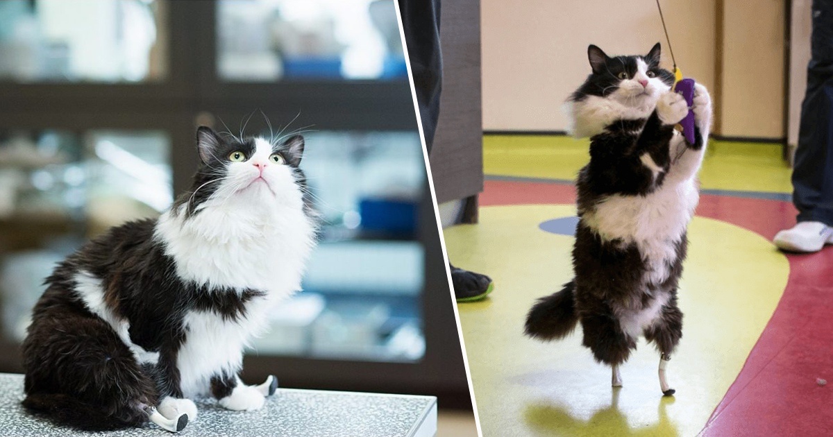 Вскоре импланты, изготовленные специально для Пуха, были установлены в кости, а сверху на них одеты насадки-чехлы, которые необходимо будет менять при изнашивании.Вопреки беспокойству врачей и хозяев, Пух принял свои искусственные конечности без всяких проблем — приноровившись к ним за несколько дней, жизнерадостный кот начал играть и ходить, а затем уже и бегать. Сейчас Пух без проблем запрыгивает на стулья, перепрыгивает через препятствия и даже встает на задние «лапы» во время игры. 
