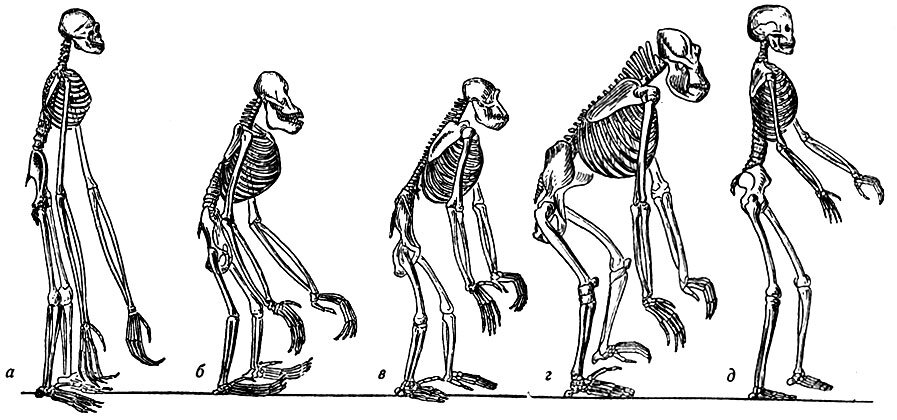 Изменение таза в ходе эволюции. Скелет человека прямохождение. Прямохождение Дарвин. Прямохождение человека обезьян. Грудная клетка человека и человекообразных обезьян.