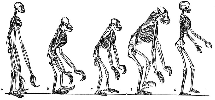 Эволюция скелета. Скелет человека прямохождение. Грудная клетка человекообразных обезьян. Прямохождение Эволюция прямохождения. Прямохождение человека обезьян.