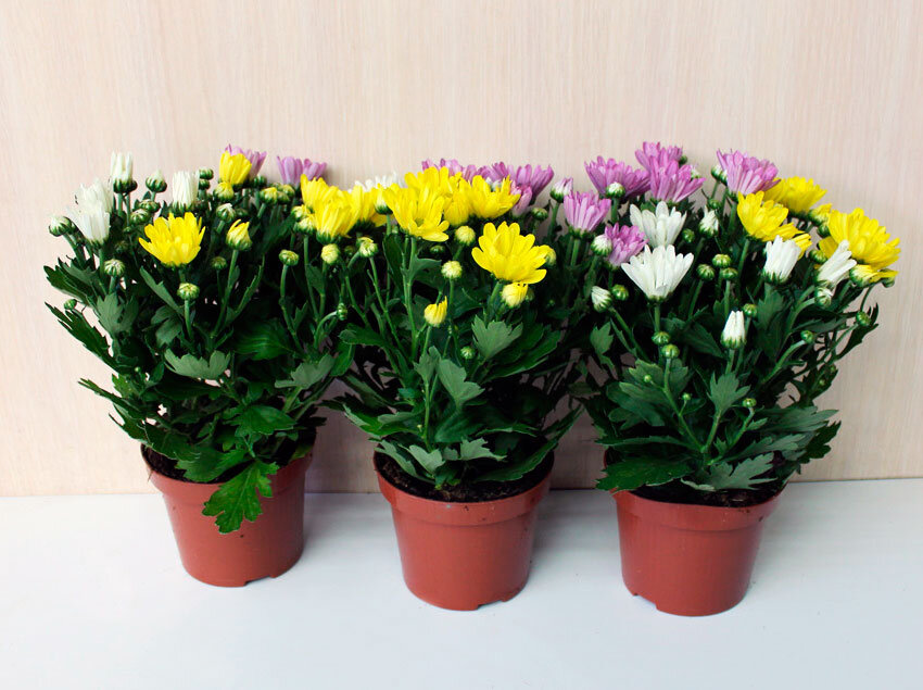 Особенности выращивания домашней хризантемы