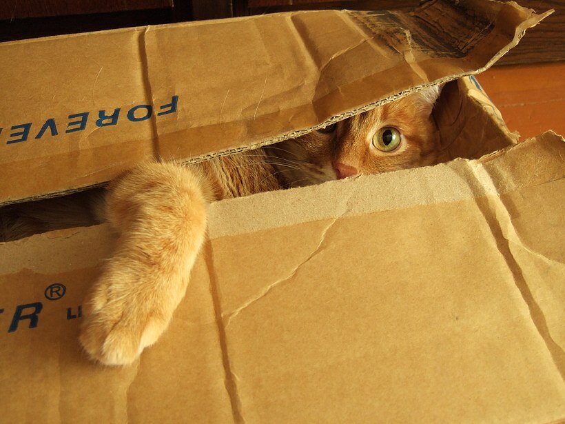 анам легран коробка монтажная. коробка с лапками. коробка с лапками. копилка собака воришка. копилка "воришка".