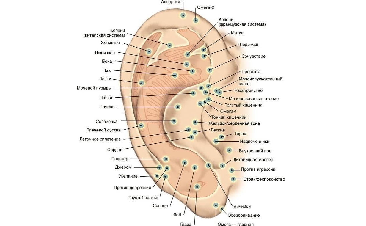 Какие точки являются. Акупунктурные точки на ухе человека. Акупунктура уха точки схема. Акупунктурные точки ушной раковины. Точки акупунктуры на ушной раковине.