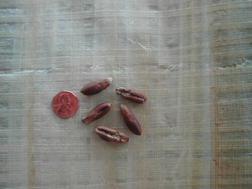 Косточки финиковой пальмы