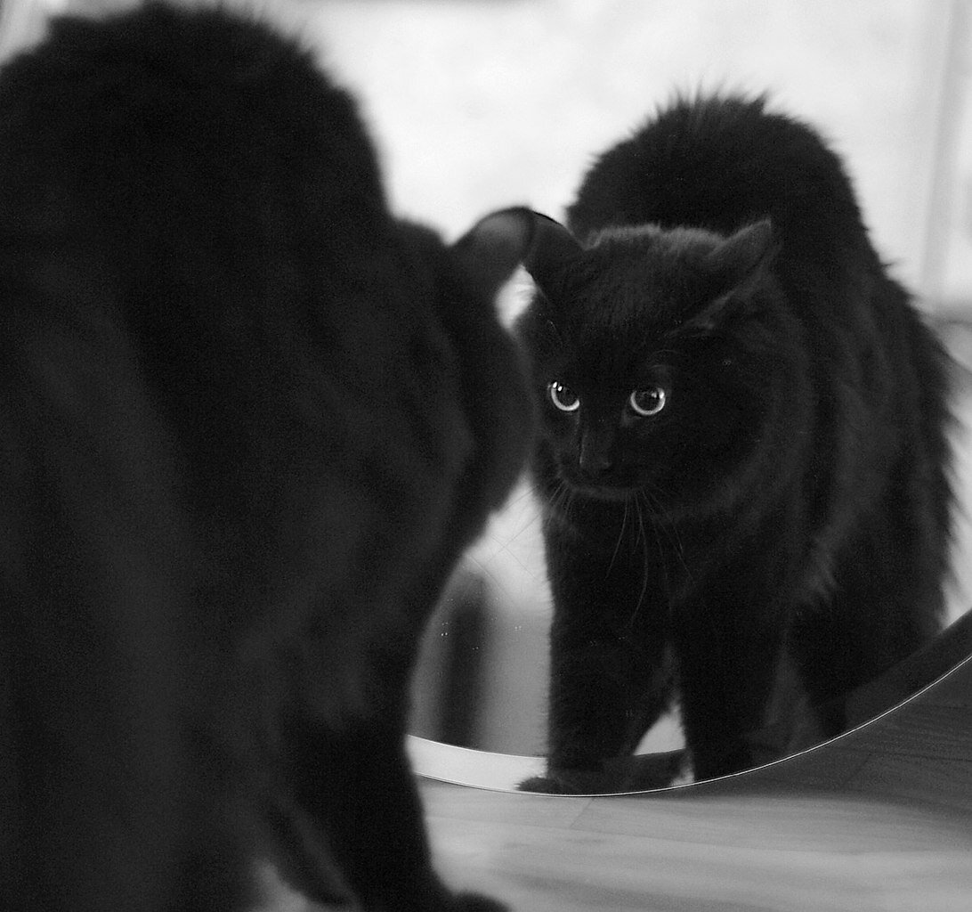 Кот перед зеркалом