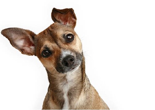 Почему собаки наклоняют голову набок? Учёные раскрыли секрет!