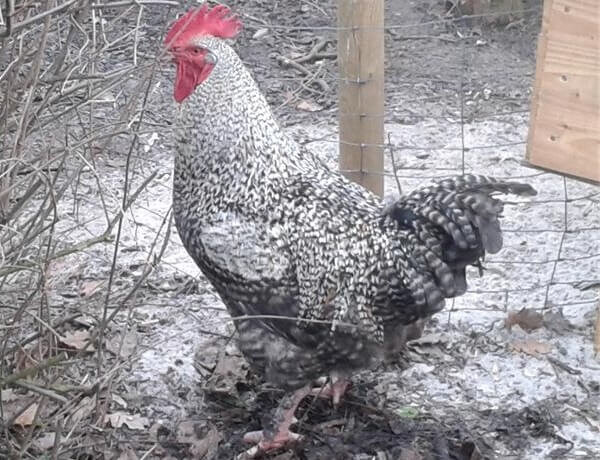 Внешний вид