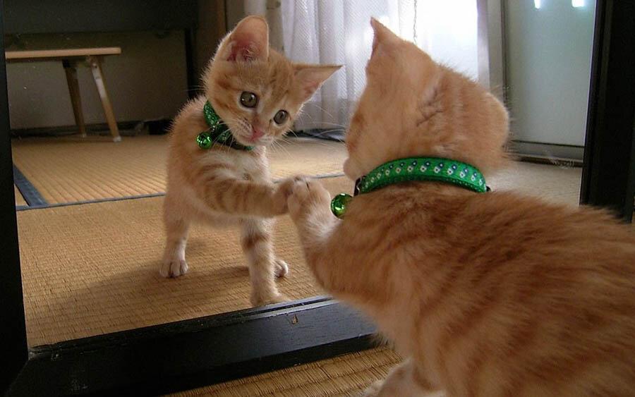Источник: aroundpet.ru