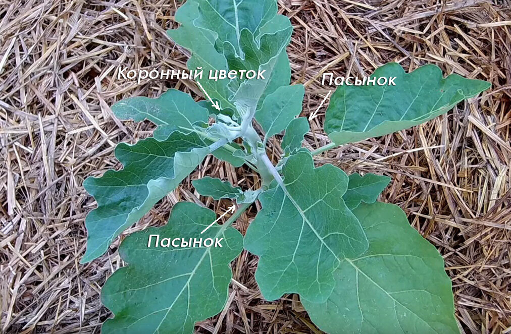 Нужно ли обрывать первый цветок у баклажан в теплице