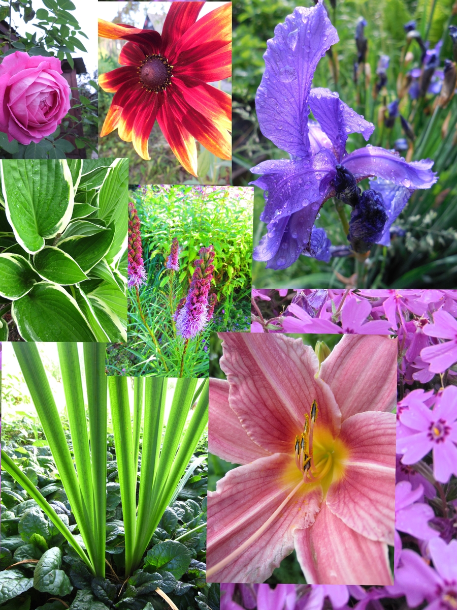 Цветочный коллаж из авторских фото