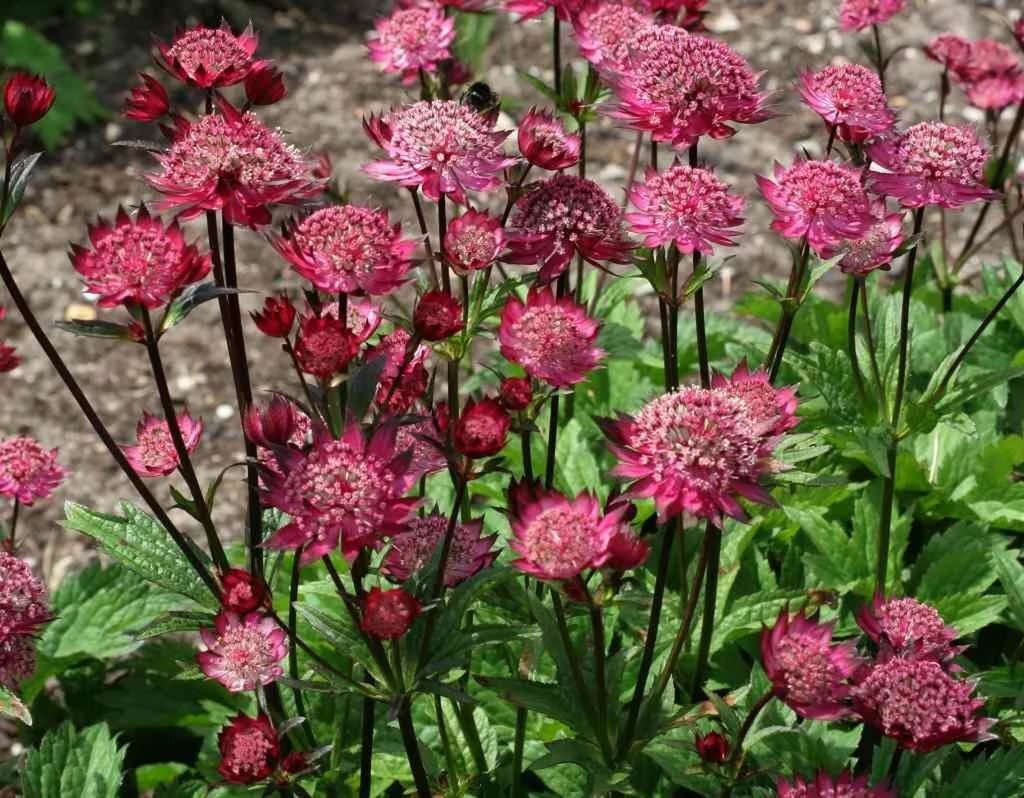 Астранция описание и фото. Астранция Мулен Руж. Астранция Astrantia Major Moulin rouge. Астранция карниольская. Астранция Рубра.