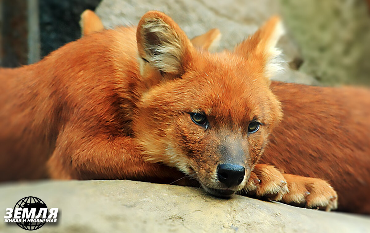 Animal information. Горный волк. Красный волк. Красный волк (cuon Alpinus). Тянь-Шанский красный волк.