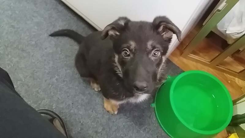 Кейси 2, 5 месяца