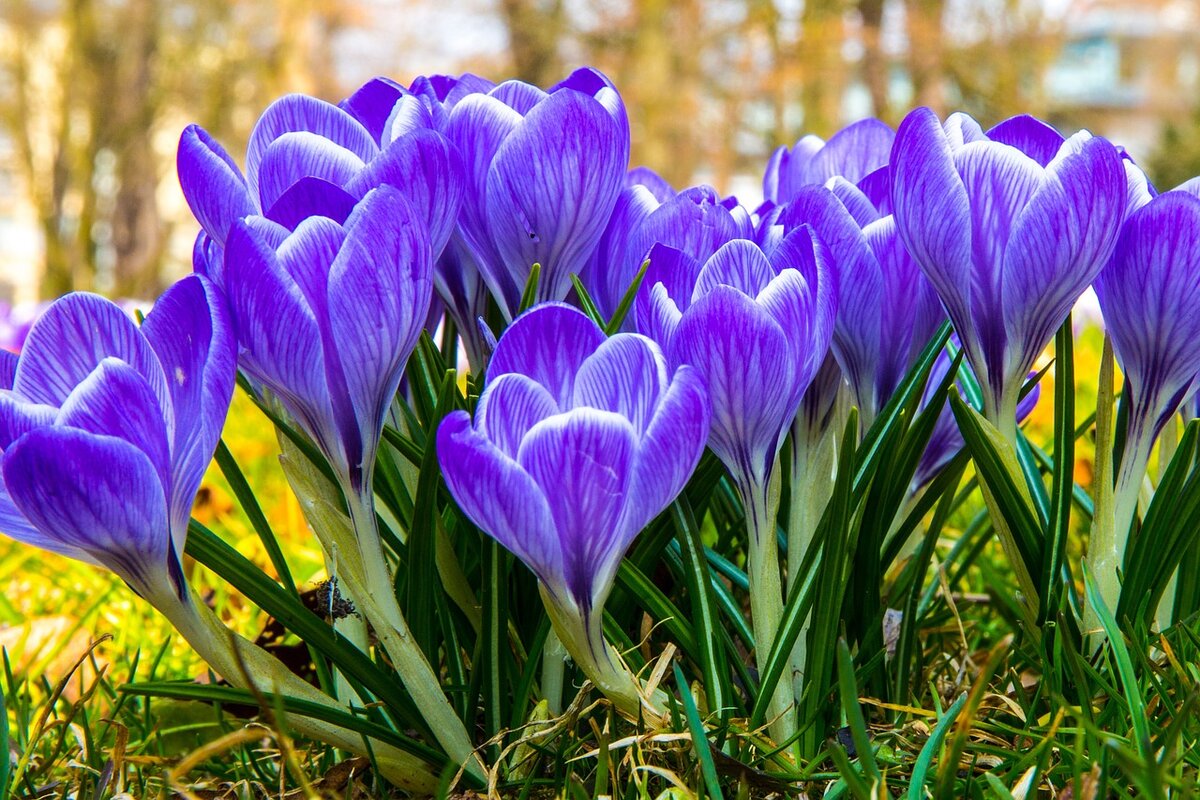 https://pixabay.com/photos/crocus-blossom-bloom-flower-spring-674830/