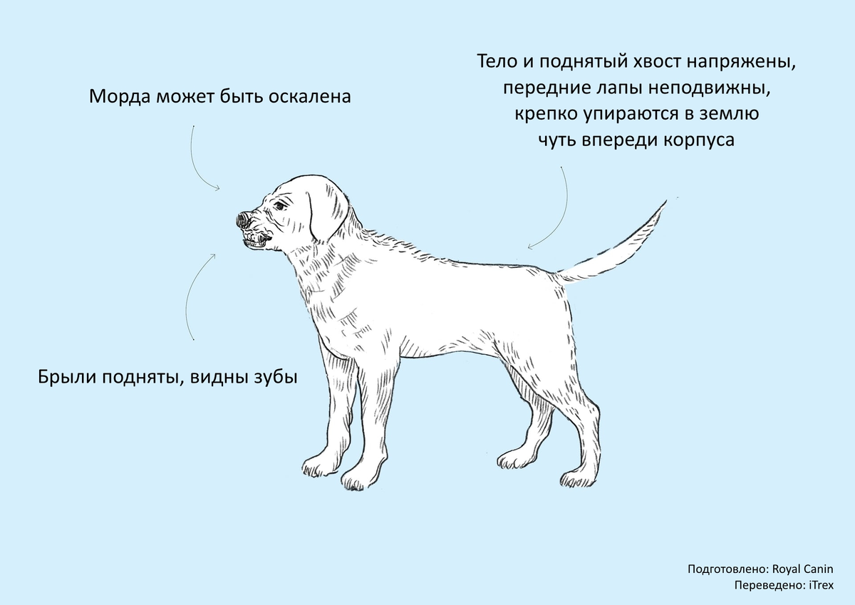 Хвост виляет собакой значение. Язык тела собаки. Положение тела собаки. Язык тела собаки в картинках. Язык тела собаки хвост.