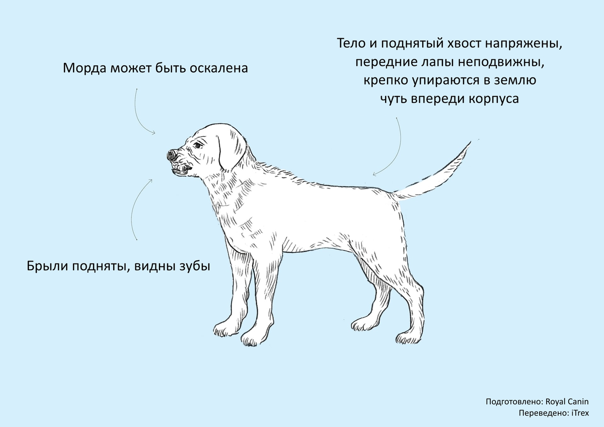 Как будет собака. Язык тела собаки. Положение тела собаки. Язык тела собаки хвост. Положение хвоста у собак