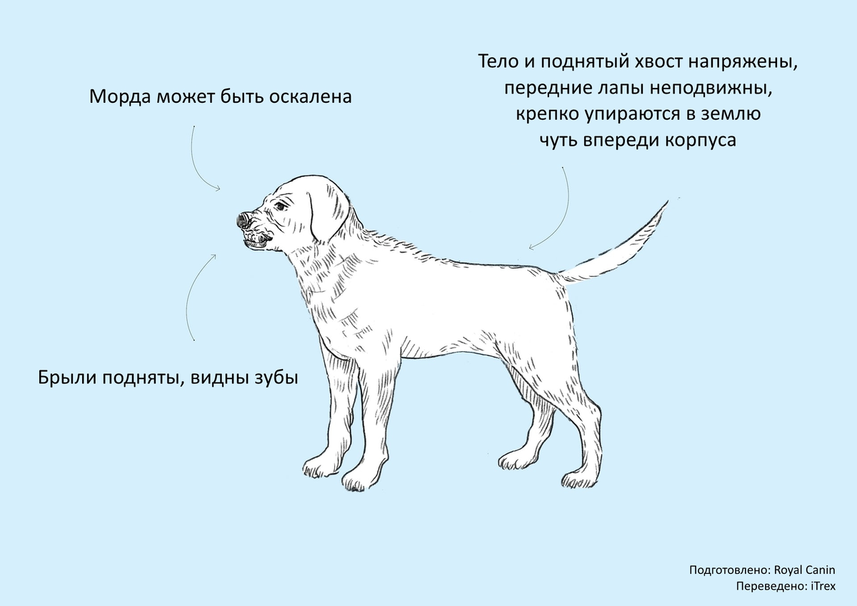 О чем говорят собаки: наглядное пособие для тех, кто хочет научиться  понимать по-собачьи | Бюро переводов iTrex | Дзен