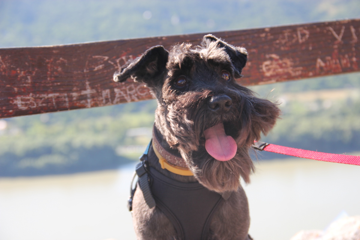 Фантик - добрая душа