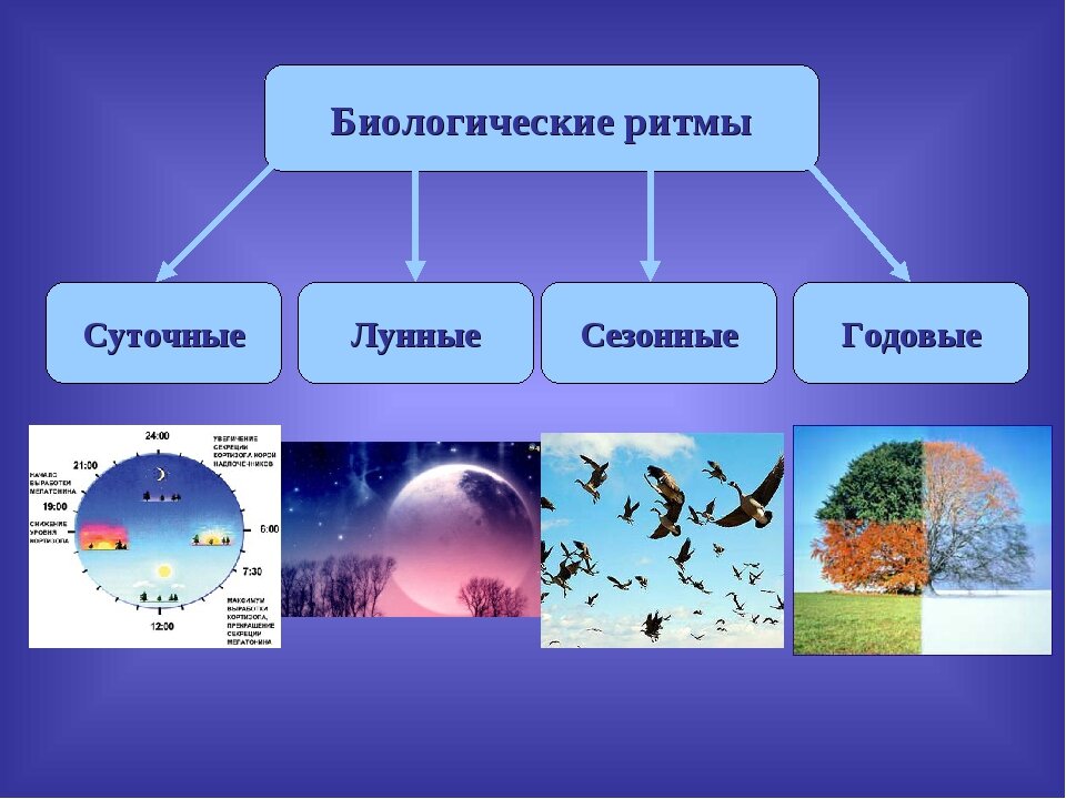 Презентация биологические ритмы в жизни человека