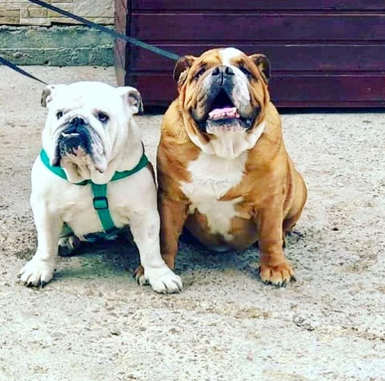 Английские бульдоги Буч и Есения, попали  в подмосковный приют, теперь дома