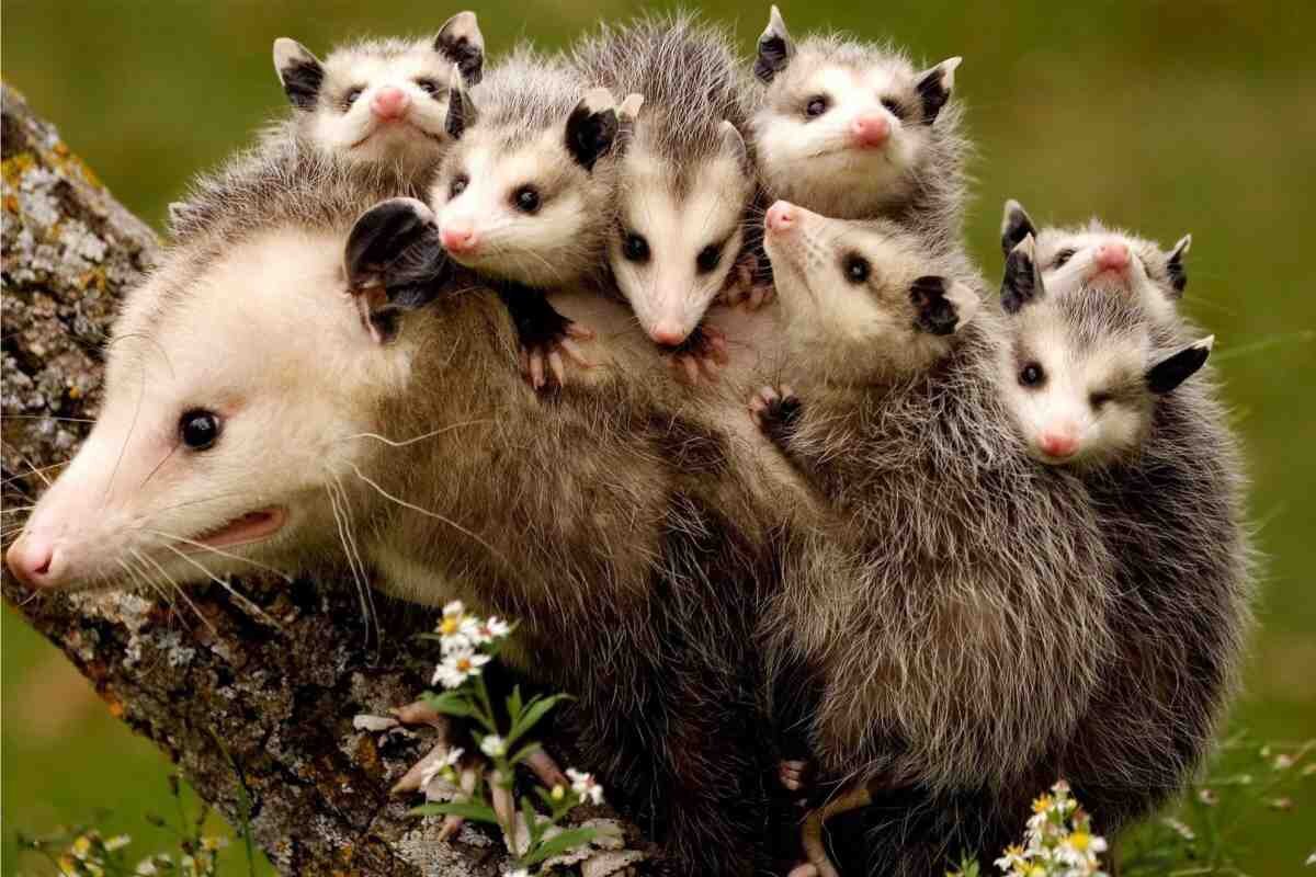 На фото опоссум (многодетные мамы поймут). Фото из свободного доступа