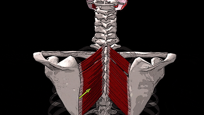 Ромбовидная мышца анатомия картинки спины