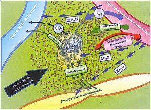 Межклеточное, пространство забитое токсинами
