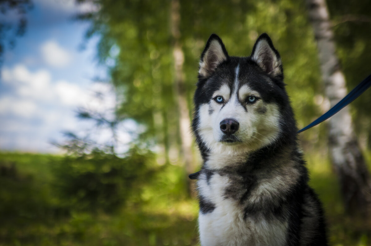 Сэм - это самоед + хаски, ссылка на статью о нем есть ниже