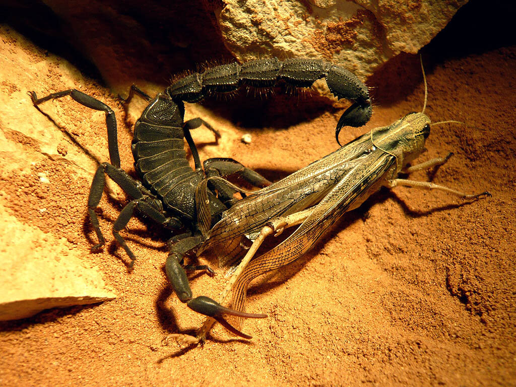 Гаврюша: демонический скорпион | Московский Зоопарк | Дзен