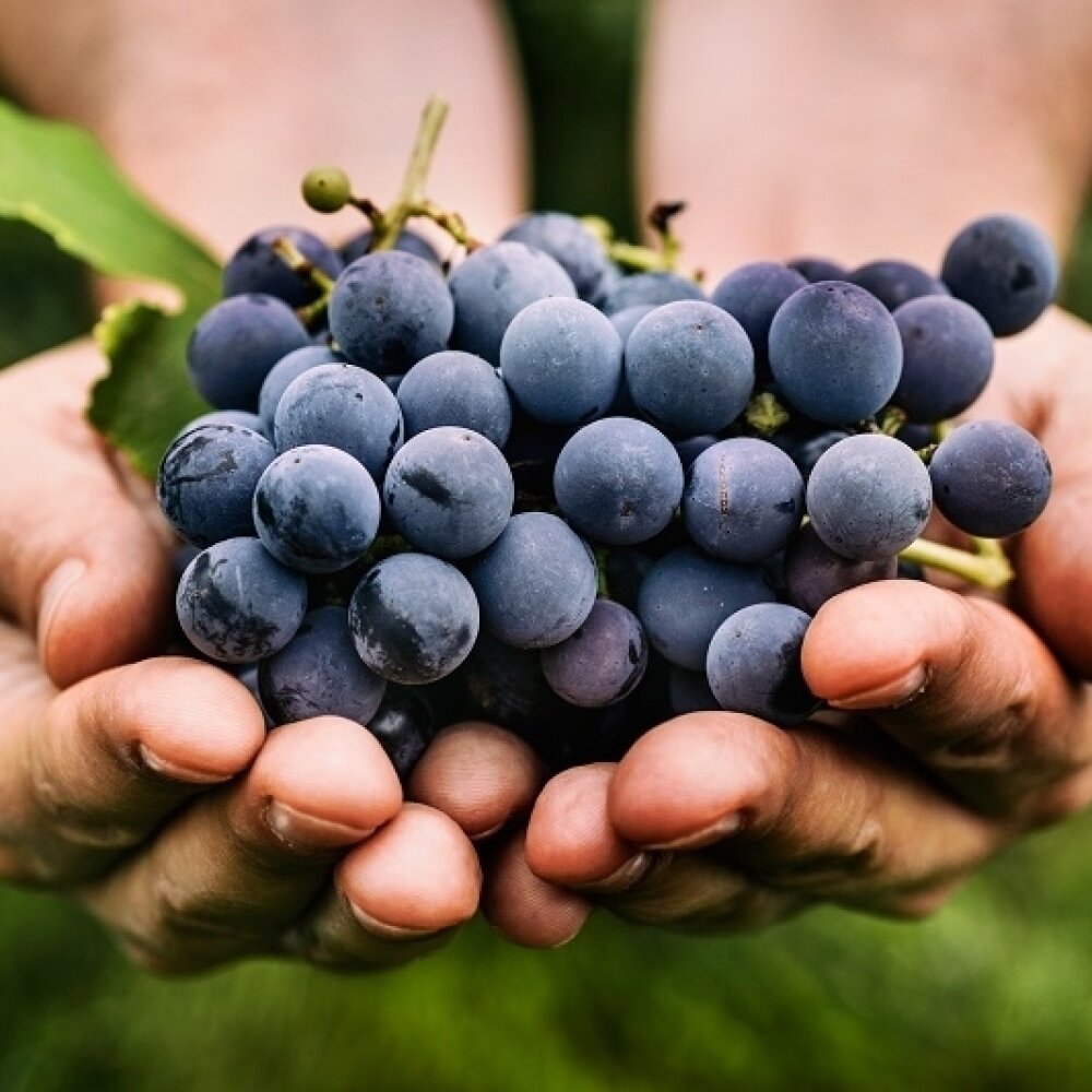 Конфитюр (варенье) из синего винограда — Кулинарная книга | Виноград, Варенье, Рецепты