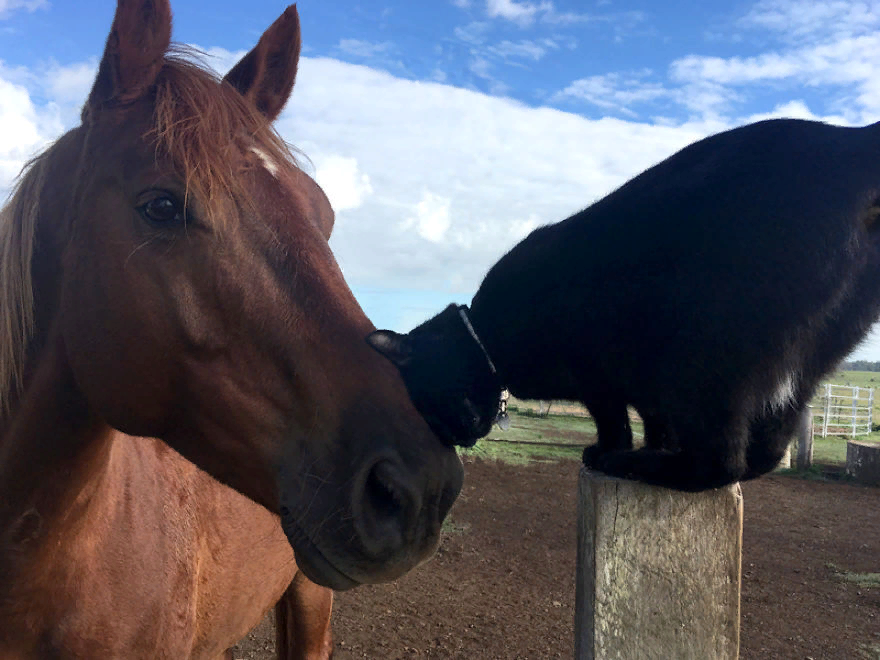 лошадь да. лошади хорошо знали. органы чувств лошади. лошади хорошо знали. лошади хорошо знали.