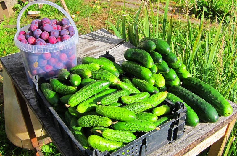 Сортируем зеленцы по размеру