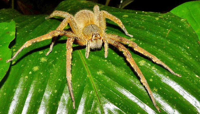бразильский странствующий паук