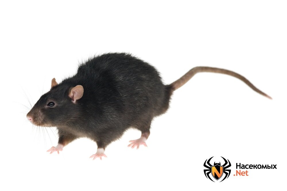 Чёрная крыса