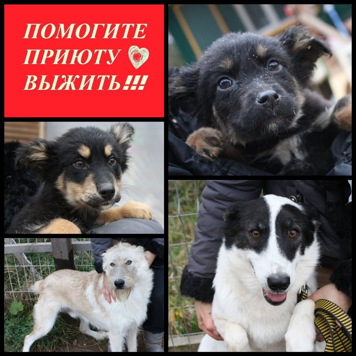 Обычно это сопровождается картинками такого типа. Фото взято с сайта https://petlike.me 