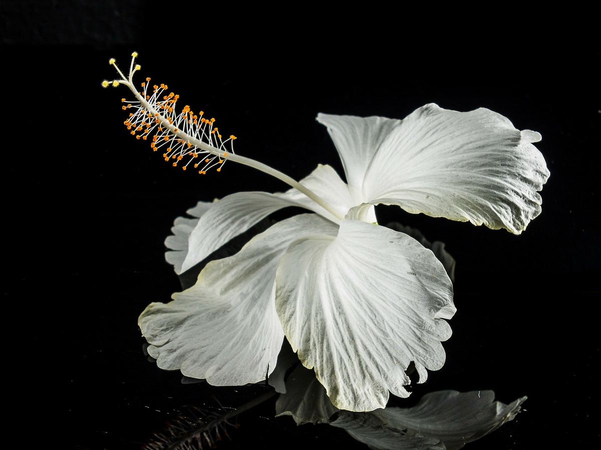 https://cdn.pixabay.com/photo/2013/11/01/11/46/hibiscus-203880_1280.jpg
