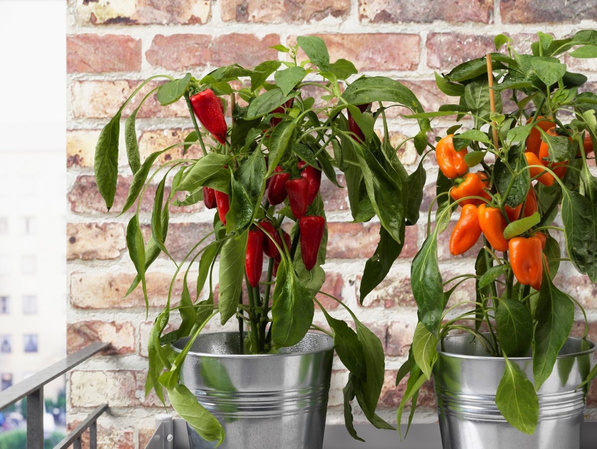 Сладкий перец очень нежный и не потерпит холода