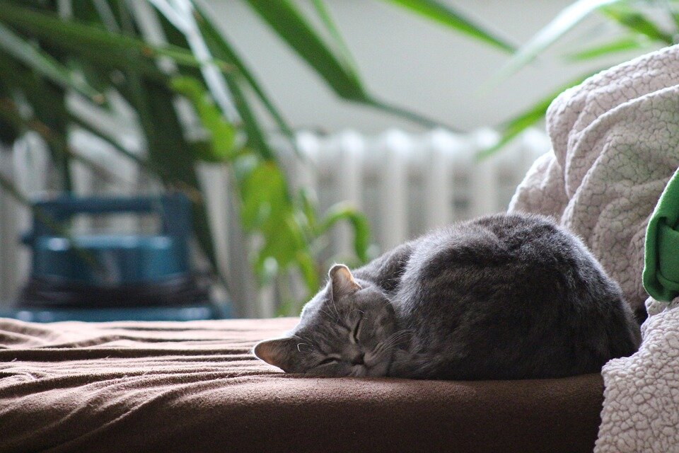 https://pixabay.com/photos/cat-british-shorthair-cat-2520988/