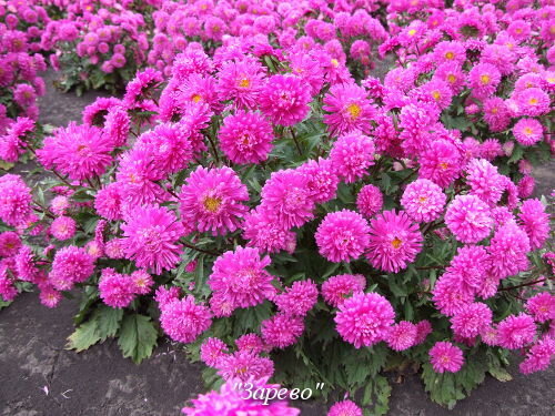 Сорта кустовой астры. Сорта кустовой астры. Сорта кустовой астры. Сорта кустовой астры. Сорта кустовой астры.