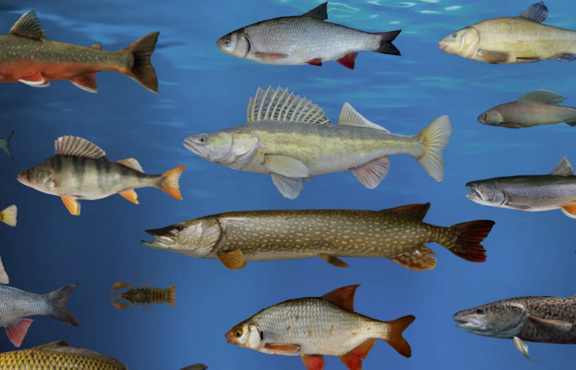 Судак рыба: информация о наличии описторхоза