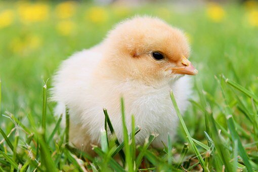 https://cdn.pixabay.com/photo/2014/05/20/21/25/chicks-349035__340.jpg