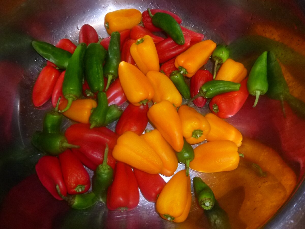 Разноцветный болгарский перец маленьких размеров найти в Испании не совсем просто