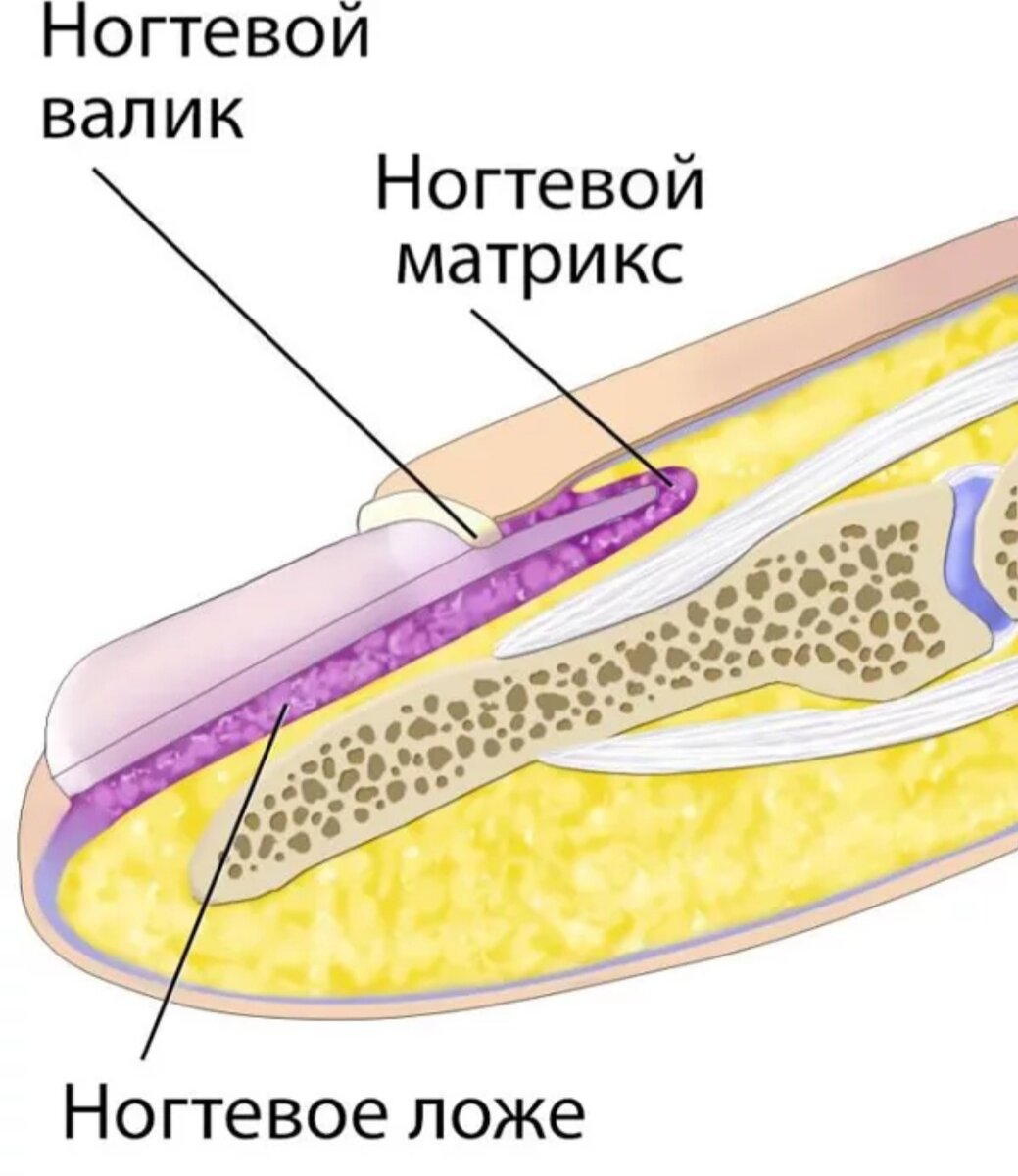 Строение ногтя