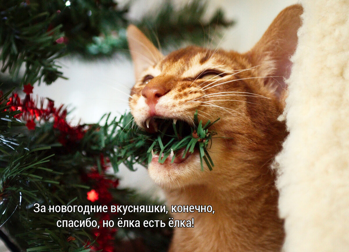 Фото в оригинале: http://desktopwallpapers.org.ua