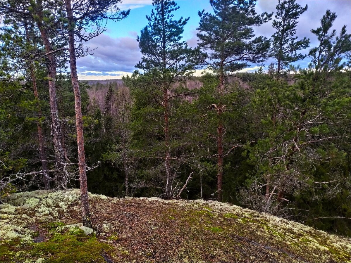 Карельские скалы с елью ландшафтный дизайн
