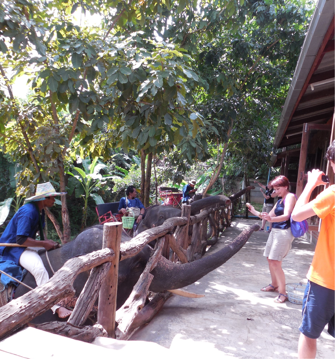 Чтобы покормить слонов, нужно заплатить. Тогда вам дадут корзинку с той едой, которая слонам не навредит, с той, которую эти гиганты любят