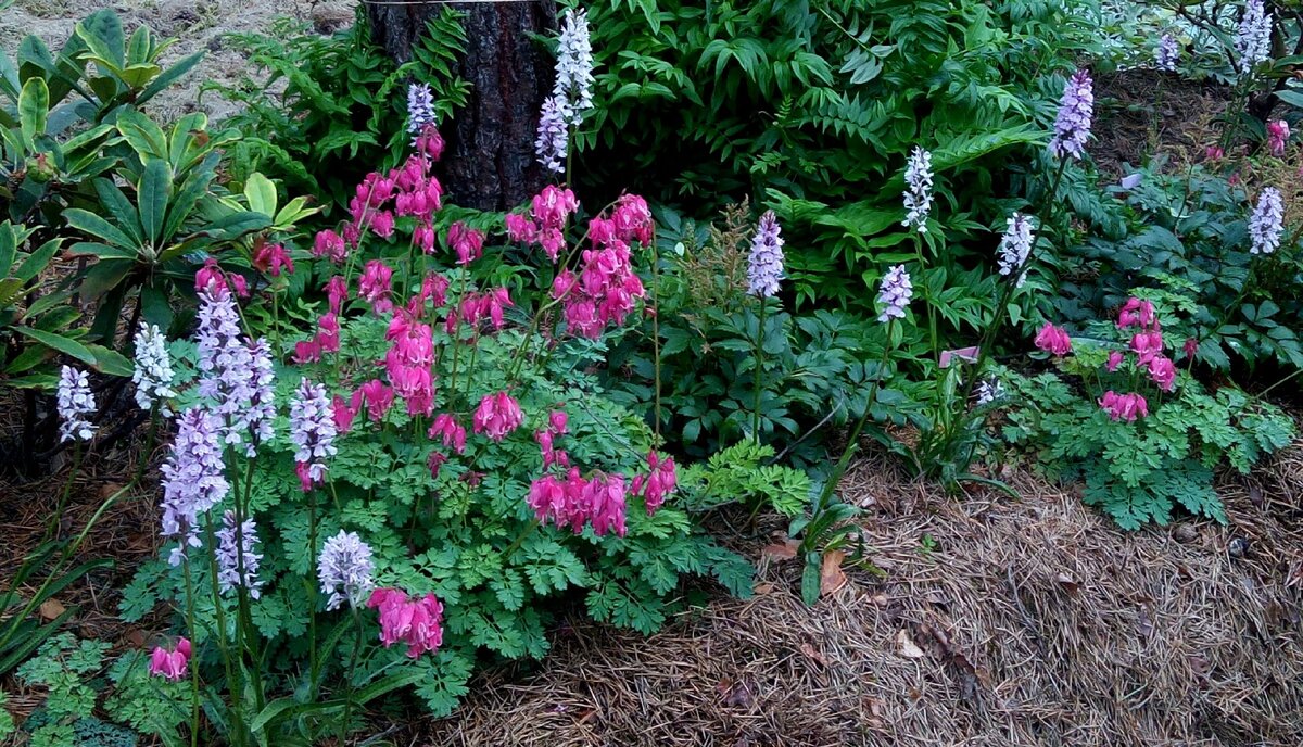 Пальчатокоренник в моем саду цветет в середине июля. Ярко-розовая - дицентра "Candy Hearts"