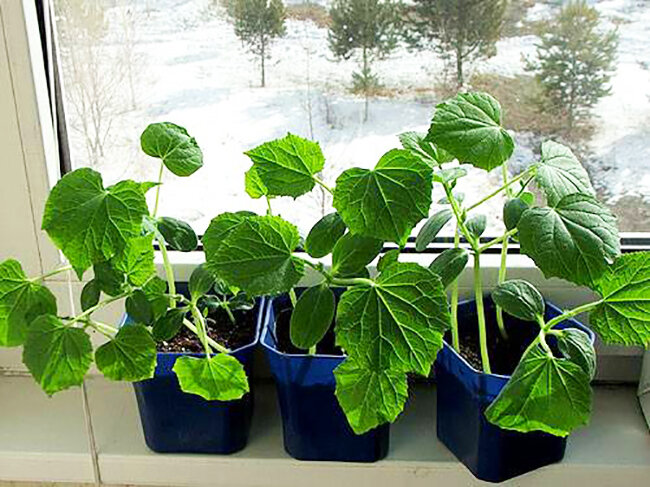 огурец «оконно-балконный». огурцы на балконе. огурцы окошко ф1. балконные сорта огурцов. можно ли вырастить огурцы зимой на подоконнике.