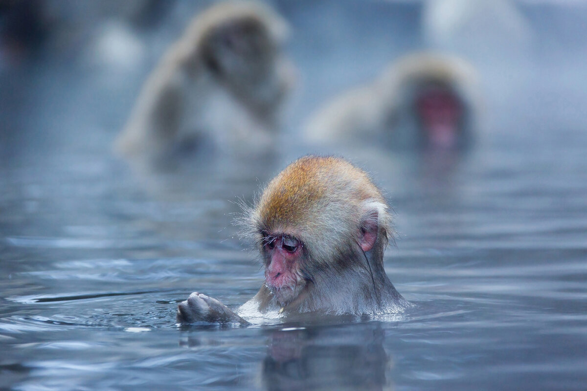 Обезьяна в теплой воде песни слушать. Парк Джигокудани Япония. Парк снежных обезьян Джигокудани. Парк снежных обезьян в Японии. Снежные обезьяны в горячих источниках Нагано.